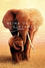 Imagen Reina de elefantes [2019]